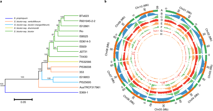 Extensive variation within the pan-genome of cultivated and wild sorghum |  Nature Plants