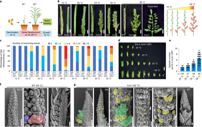 MADS1 maintains barley spike morphology at high ambient temperatures |  Nature Plants