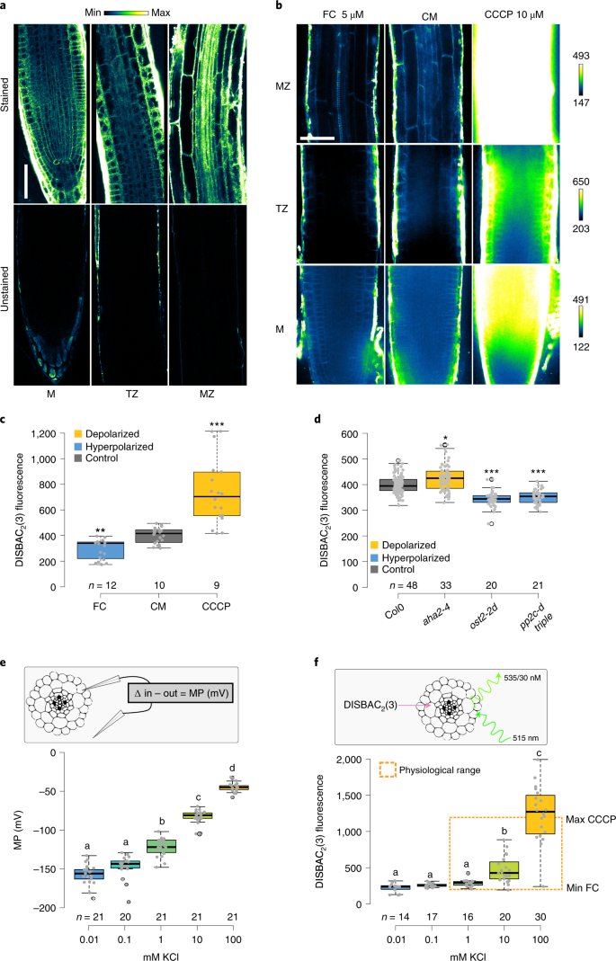 Afb1 Controls Rapid Auxin Signalling Through Membrane Depolarization In Arabidopsis Thaliana Root Nature Plants
