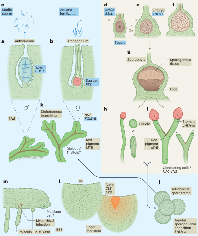 arvi plants Arbi plants