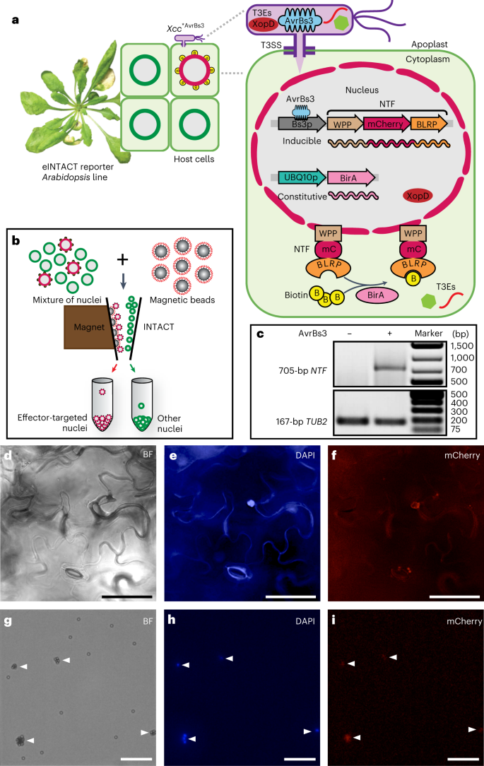 Fig. 1: eINTACT enables the isolation of nuclei from effector-recipient host cells.