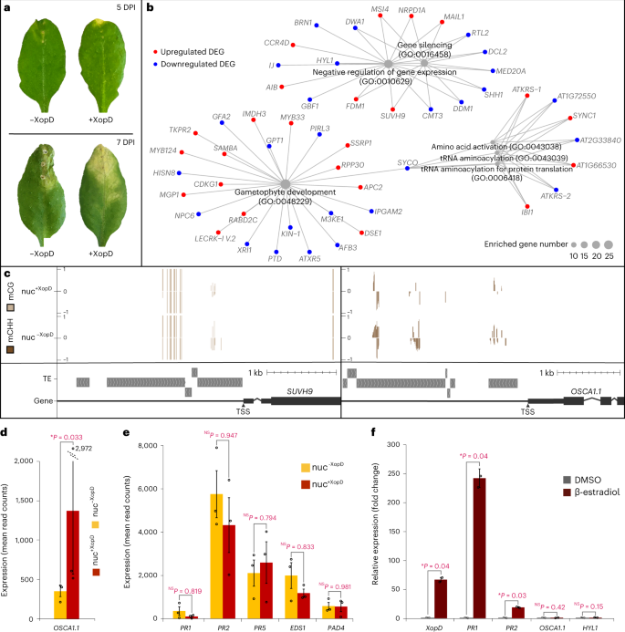 Fig. 2: XopD-dependent host’s epigenetic transcriptional reprogramming.