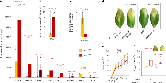 Fig. 4: XopD manipulates osmotic signalling to increase the host water level and bacterial growth.