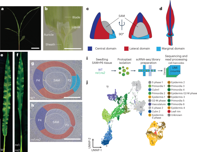 Fig. 1: Single-cell transcriptomic analysis of normal and ns shoot apices.