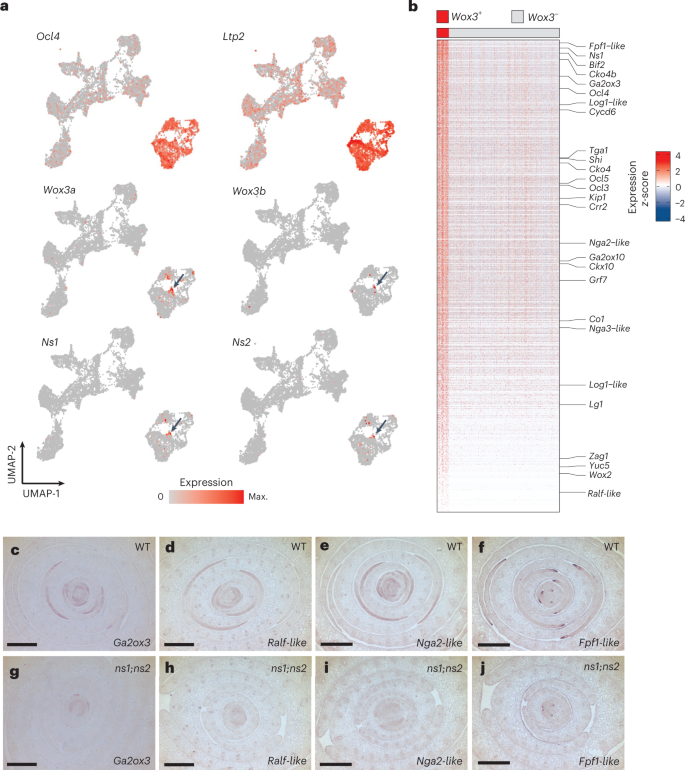 Fig. 2: scRNA-seq reveals a leaf primordial rim cell type.