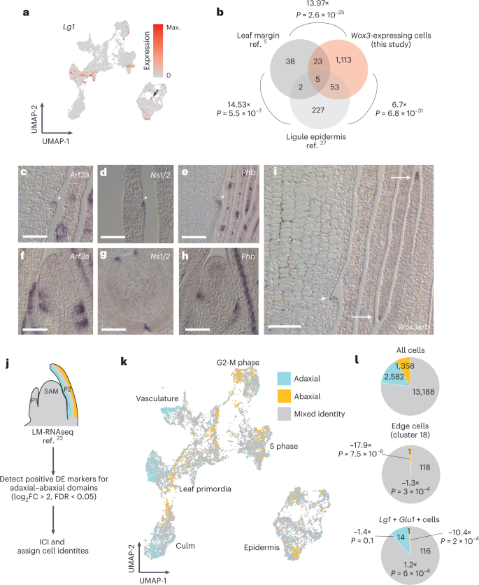 Fig. 3: The leaf primordium and its ligule possess rim cells juxtaposed between adaxial–abaxial domains.