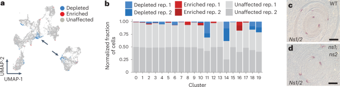 Fig. 4: ns mutants show a depletion of cell transcriptional states.