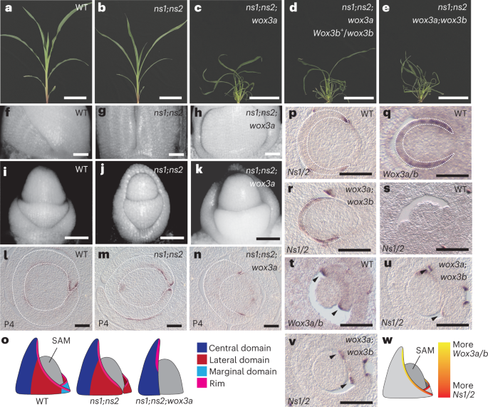 Fig. 5: Higher-order Wox3 mutants perturb mediolateral outgrowth of the leaf primordium.