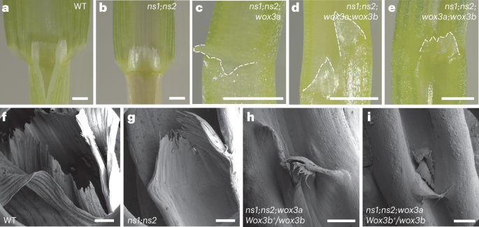 Fig. 6: Higher-order Wox3 mutants perturb ligule development.