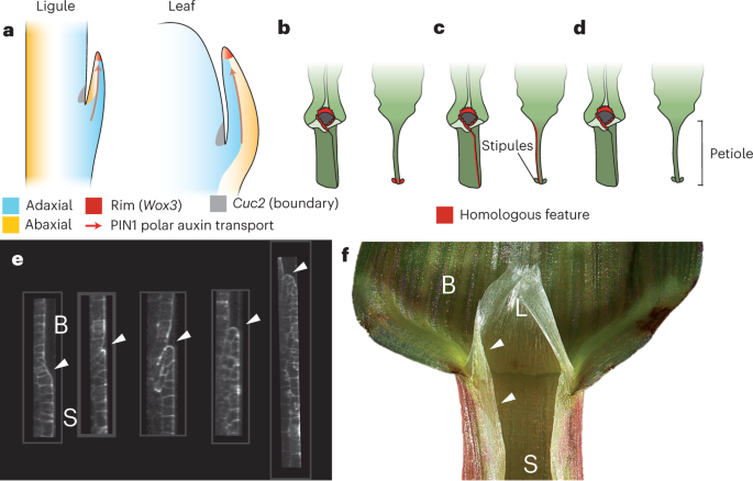 Fig. 7: Model for ligule developmental homology.
