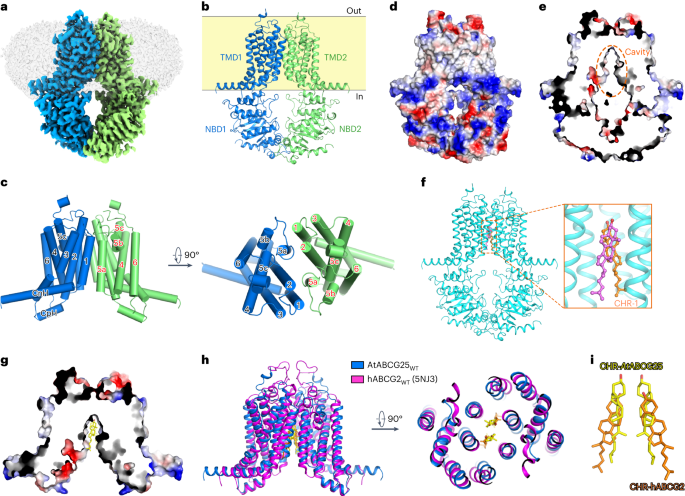 Fig. 2: Architecture of ABCG25WT in the apo state.