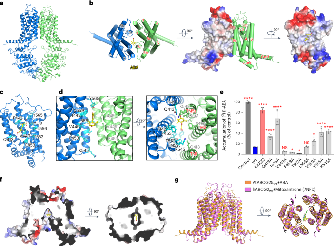 Fig. 3: Architecture of ABCG25WT in the ABA-bound state.