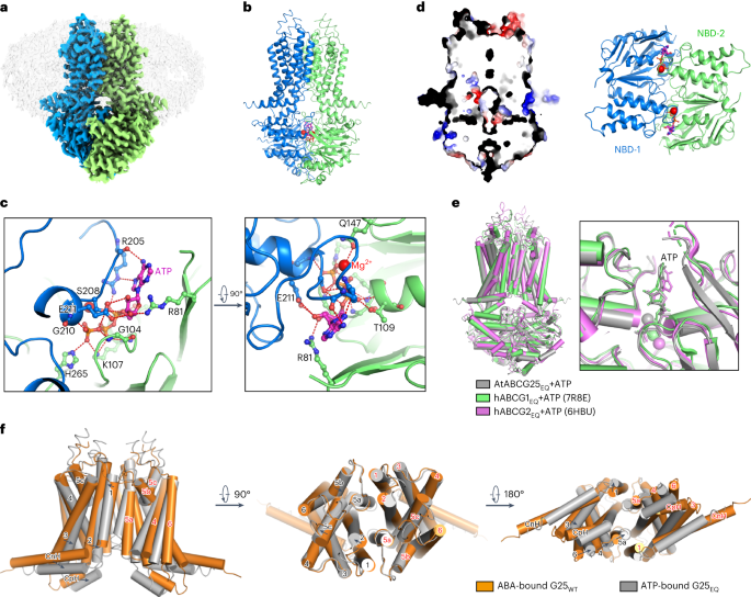 Fig. 4: Architecture of ABCG25EQ in the ATP-bound state.