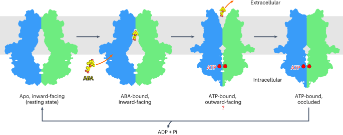Fig. 5: A proposed model for the ABCG25-mediated ABA efflux cycle.