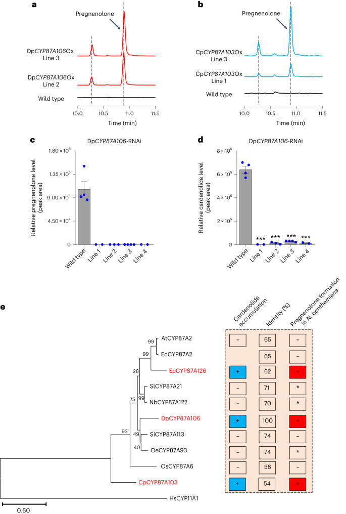 Fig. 3: Silencing of DpCYP87A106 by RNAi in D. purpurea confirms its role in cardenolide biosynthesis.