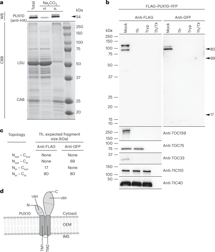 sequence hypothesis molecular biology figure 2