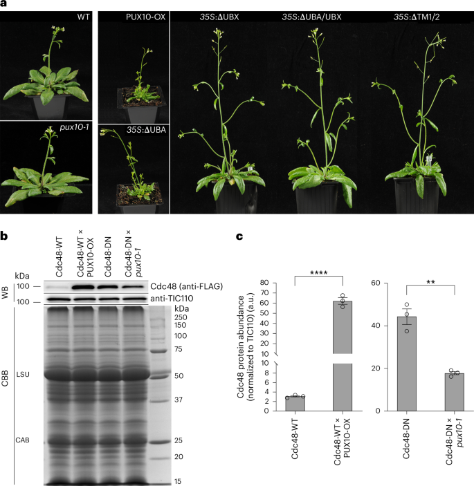 sequence hypothesis molecular biology figure 3