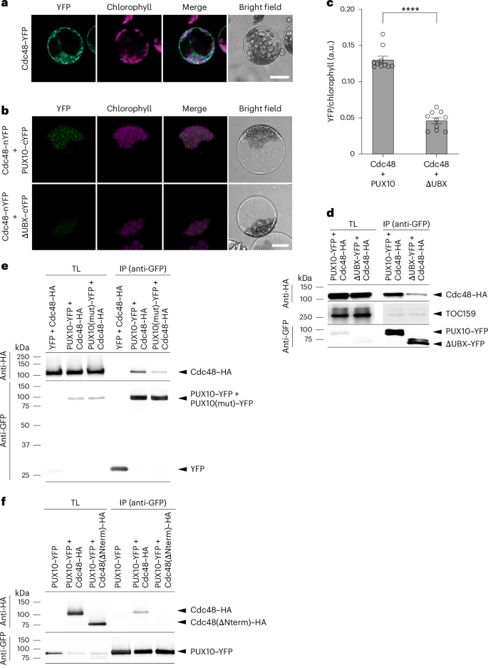 sequence hypothesis molecular biology figure 4