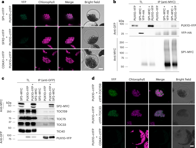sequence hypothesis molecular biology figure 5