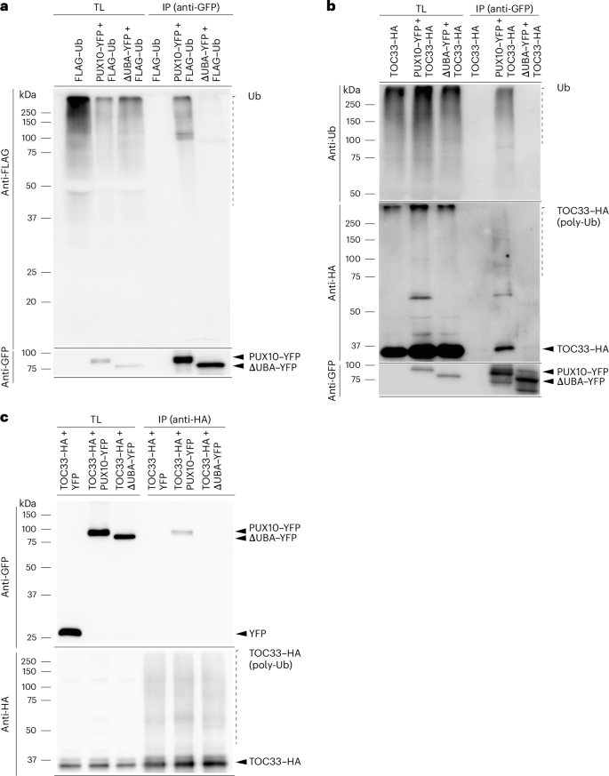 sequence hypothesis molecular biology figure 6