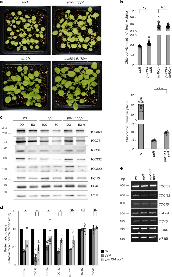 sequence hypothesis molecular biology figure 7