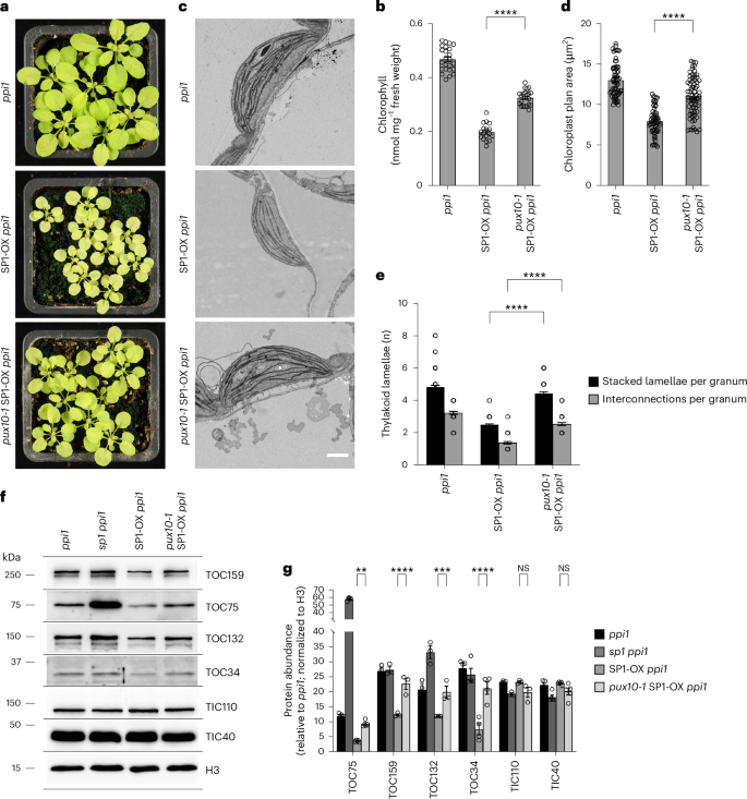 sequence hypothesis molecular biology figure 8