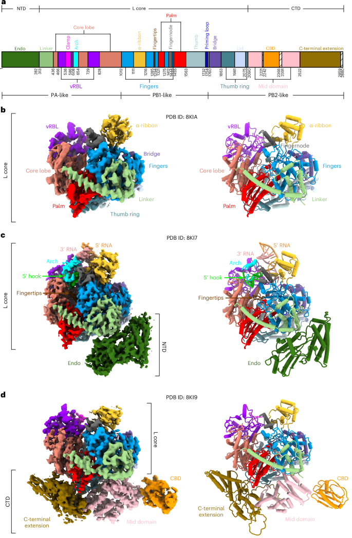 Fig. 1: Overall structure of TSWV L protein.
