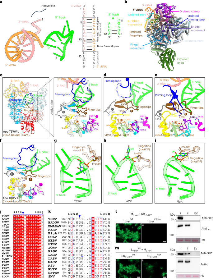Fig. 2: vRNA promoter binding and structural changes.