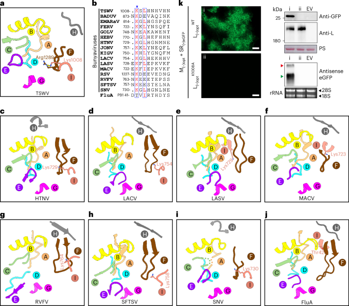 Fig. 3: Newly identified conserved motif I in sNSV polymerases.