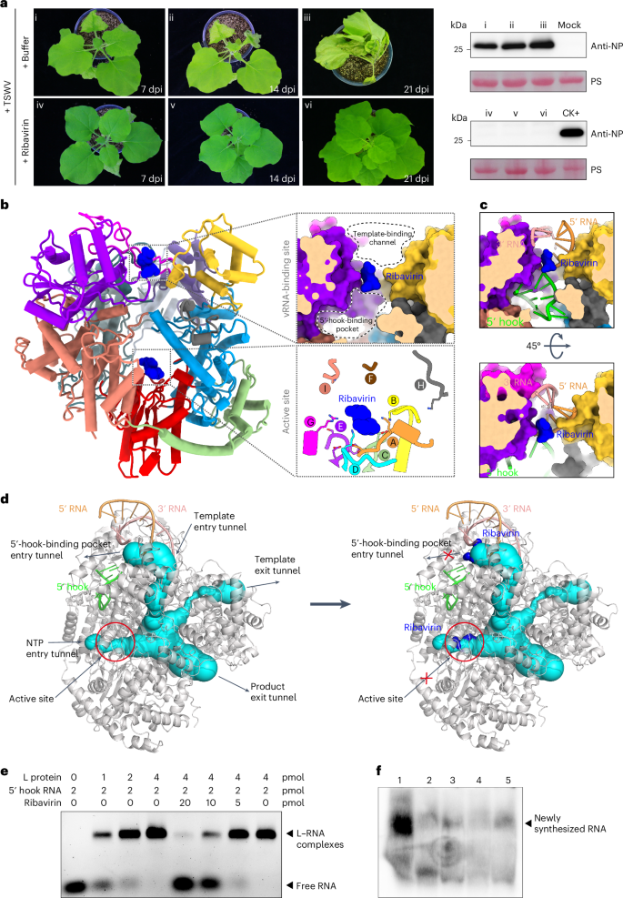 Fig. 4: Mechanism of TSWV inhibition by ribavirin.