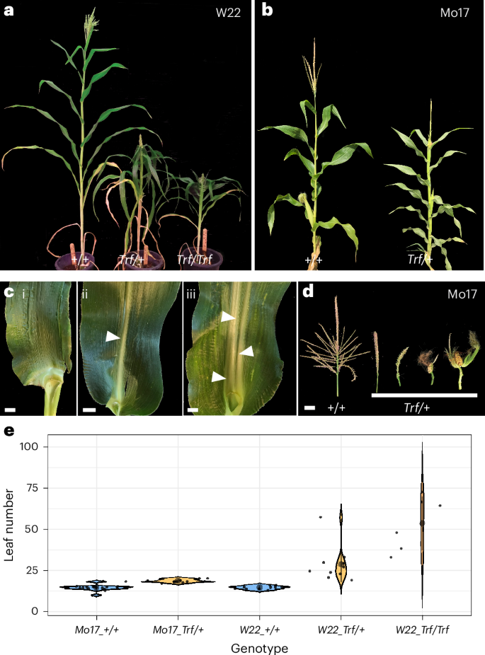 Fig. 1: Maize Truffula mutants have pleiotropic defects.