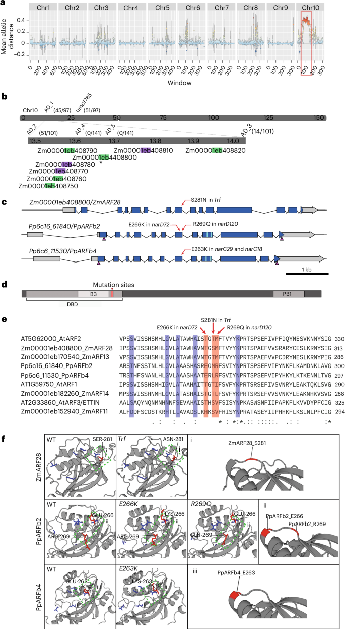 Fig. 2: The Truffula lesion maps to ZmARF28.