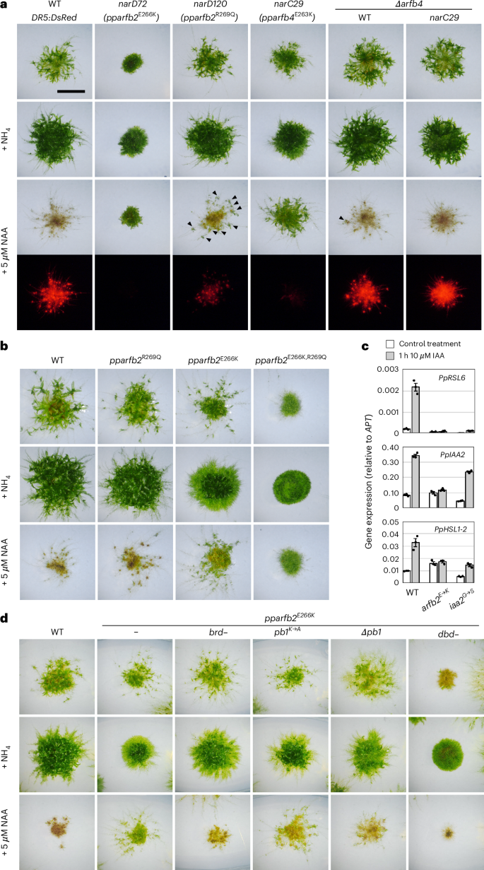 Fig. 3: Mutations in PpARFb2 and PpARFb4 cause auxin resistance.