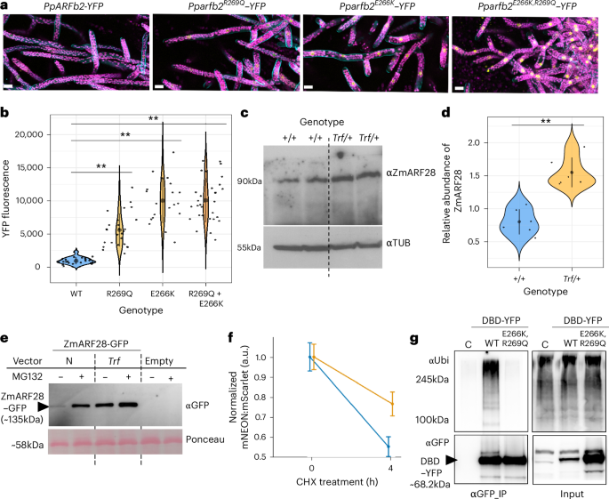 Fig. 4: Mutations in the same domain result in stabilization of ZmARF28, PpARFb and AtARF2.