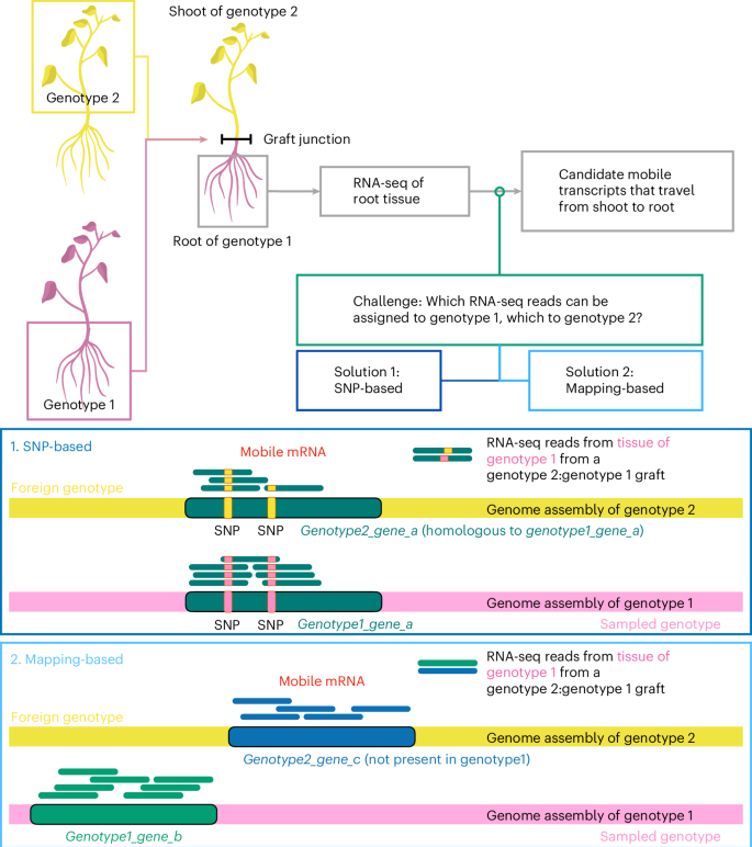 Fig. 1: Grafting coupled with RNA-seq to identify transcripts that move from tissue of one genotype/species/ecotype/cultivar into tissue of another across the graft junction.