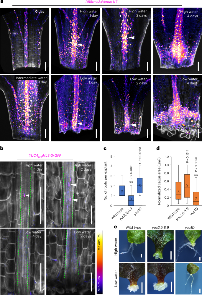 Fig. 5: Water availability shapes spatial auxin response during regeneration.