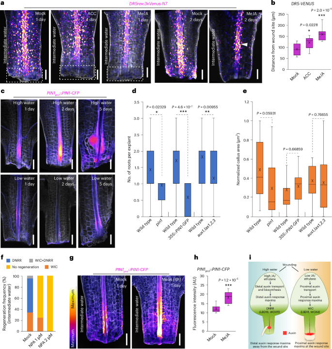 Fig. 6: Stress hormones and auxin transport influence auxin response maxima.