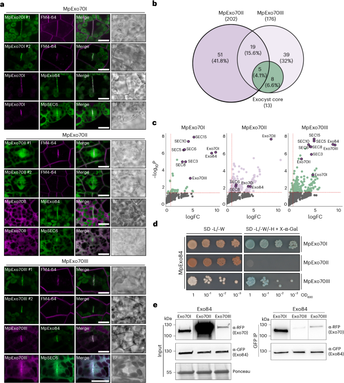 Fig. 1: Marchantia Exo70 proteins differentially interact with the exocyst complex.