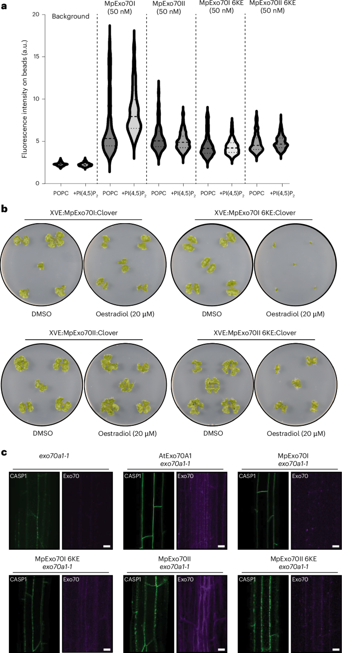 Fig. 2: Marchantia Exo70 paralogues are functionally diverse.