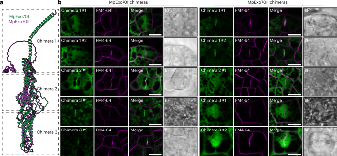 Fig. 3: N-terminal domain determines Exo70 localization.