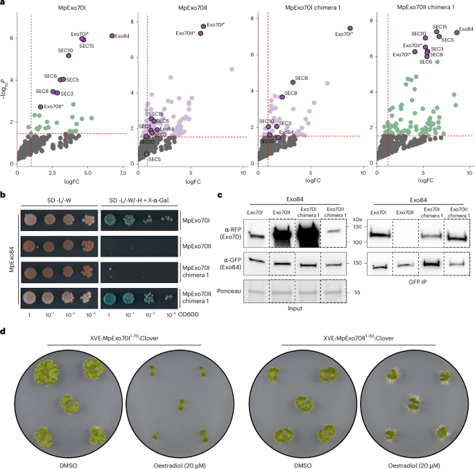 Fig. 4: N-terminal domain determines Exo70 exocyst association.