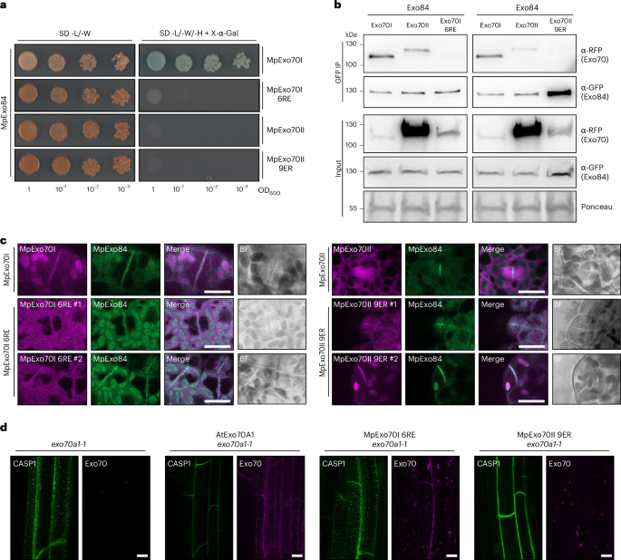 Fig. 6: Electrostatic divergence in the Exo70 N terminus facilitated exocyst dissociation.