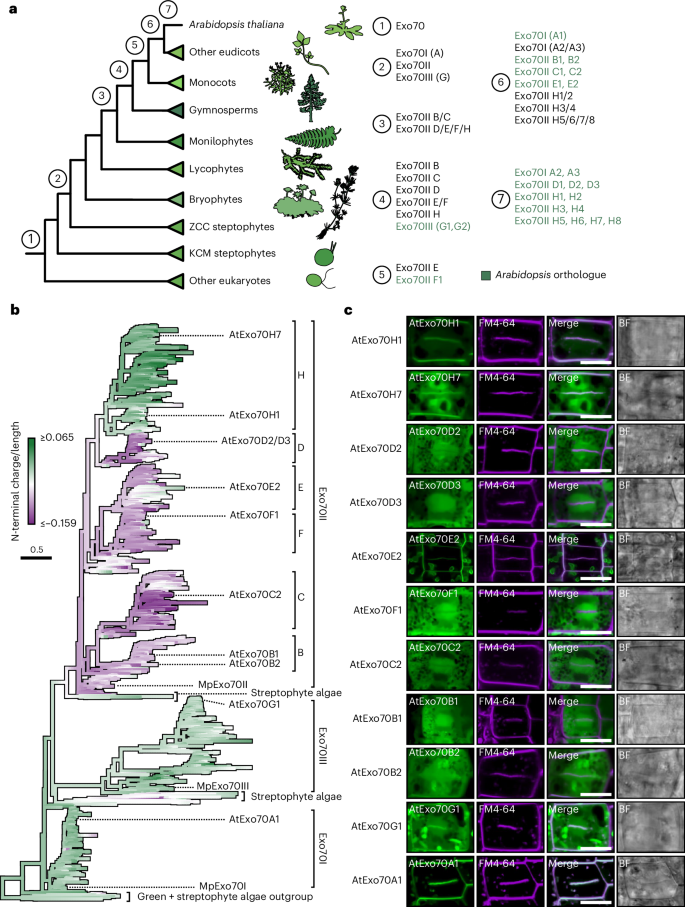 Fig. 7: An electrostatic shift in the N-terminal domain predates the expansion of Exo70II.