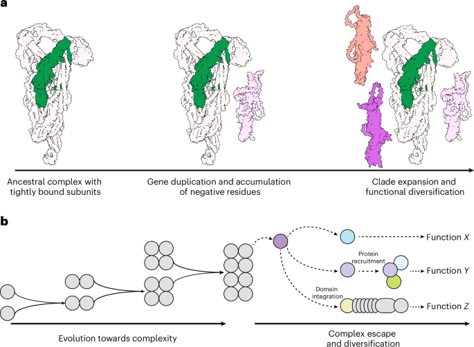 Fig. 8: Graphical summary of plant Exo70 diversification by protein complex escape.