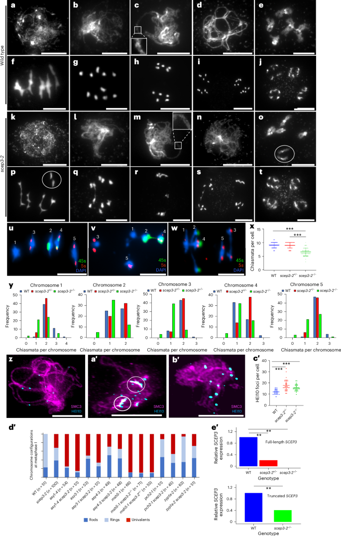 Fig. 1: A cytological analysis of chromosome behaviour and CO counts in scep3.
