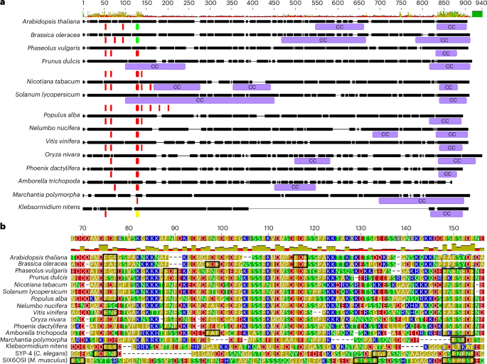 Fig. 4: Structural prediction of SCEP3 protein highlighting conserved regions and motifs.