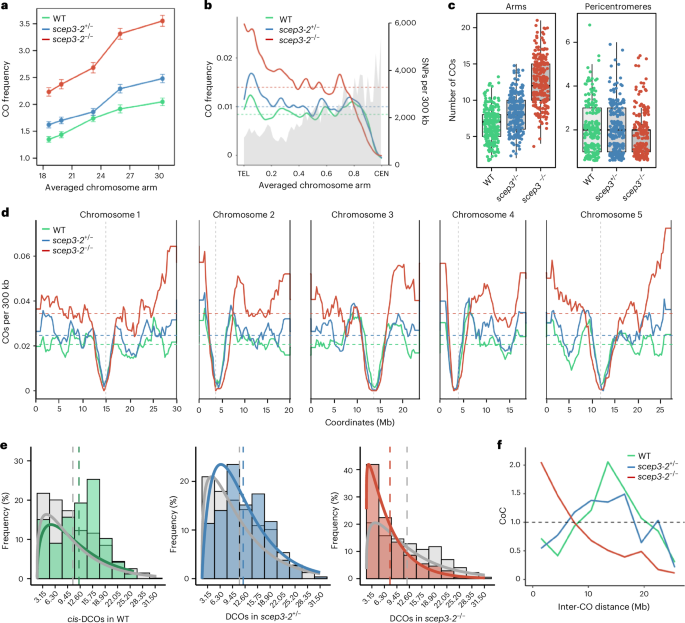 Fig. 6: scep3 mutants exhibit a significantly increased number of COs and pronounced CO clustering.