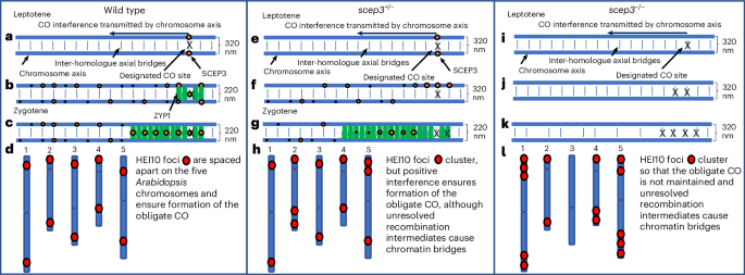 Fig. 7: SCEP3 CO model.