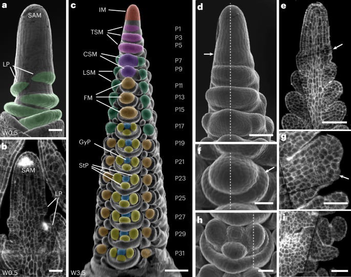 Fig. 1: Organ formation in developing spikes of barley.