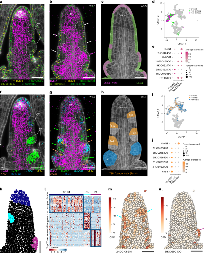 Fig. 3: Identification of genetic determinants in primordia and early meristem specification.